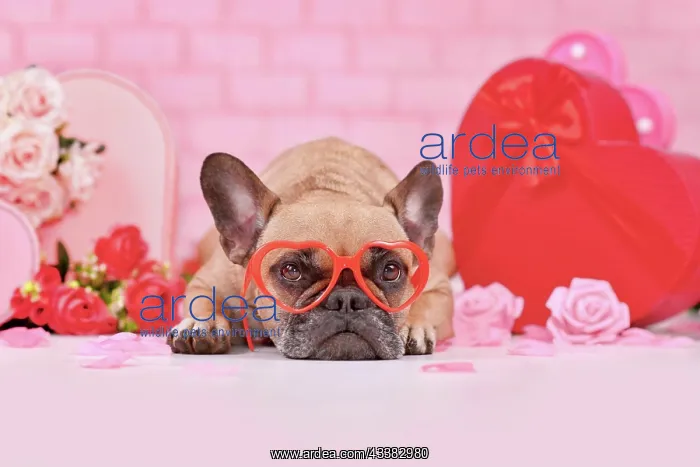 : French Bulldog dog wearing red heart shaped Valentine's : French Bulldog dog wearing red heart shaped Valentine's