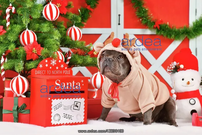 : French Bulldog dog wearing Reindeer costume sweater : French Bulldog dog wearing Reindeer costume sweater