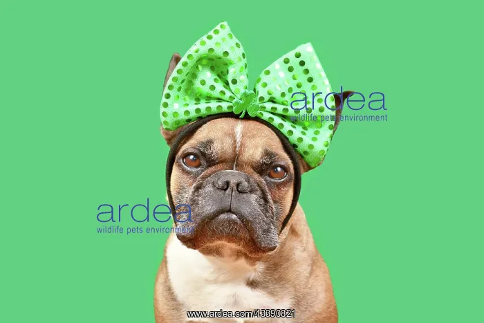 : French Bulldog dog wearing St. Patricks Day costume : French Bulldog dog wearing St. Patricks Day costume