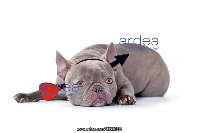 : French Bulldog dog wearing Valentine's day cupid : French Bulldog dog wearing Valentine's day cupid