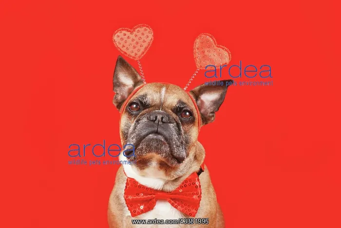 : French Bulldog dog wearing Valentine's Day headband : French Bulldog dog wearing Valentine's Day headband