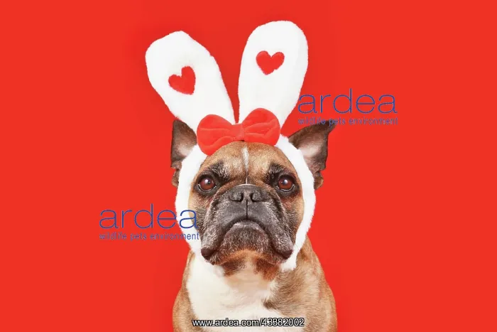 : French Bulldog dog wearing Valentine's Day headband : French Bulldog dog wearing Valentine's Day headband