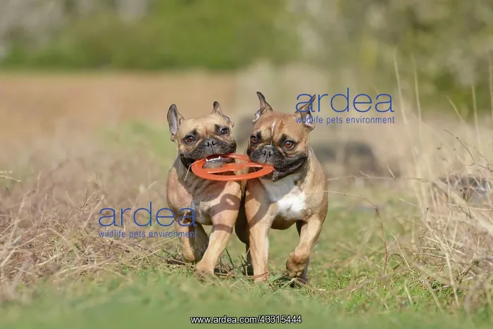 : Two French Bulldog dogs playing fetch together with : Two French Bulldog dogs playing fetch together with