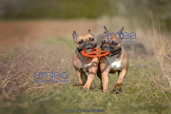  : Two French Bulldog dogs playing fetch together with