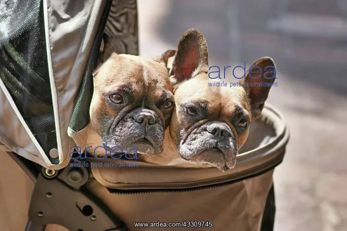 : Two French Bulldog dogs sticking heads out of dog buggy : Two French Bulldog dogs sticking heads out of dog buggy