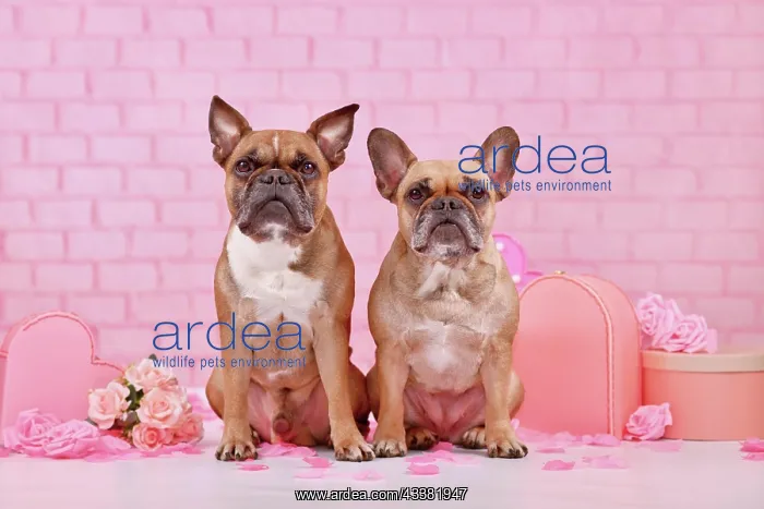 : Two French Bulldog dogs surrounded by pink Valentine's : Two French Bulldog dogs surrounded by pink Valentine's