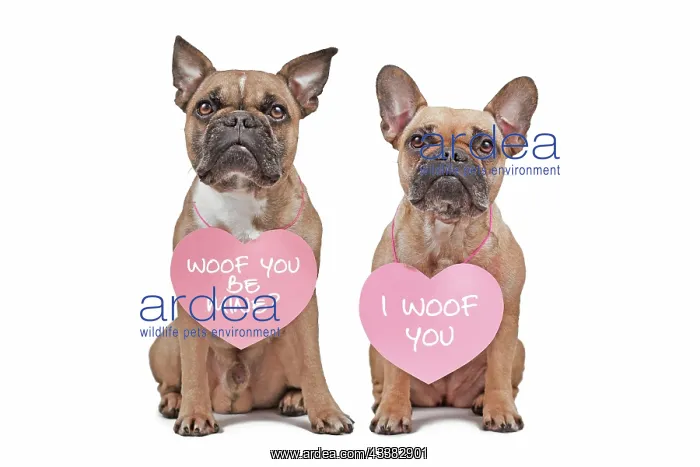 : French Bulldog dogs with Valentine's Day hearts : French Bulldog dogs with Valentine's Day hearts