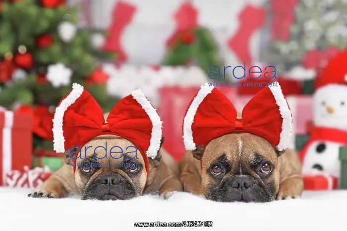  : Two French Bulldog dogs wearing Christmas ribbon