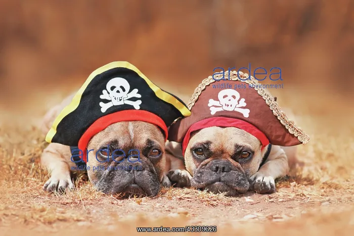 : French Bulldog dogs wearing Halloween pirate costume hats : French Bulldog dogs wearing Halloween pirate costume hats