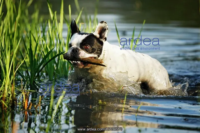 : French Bulldog fetching a stick from a pond, Satteldorf : French Bulldog fetching a stick from a pond, Satteldorf