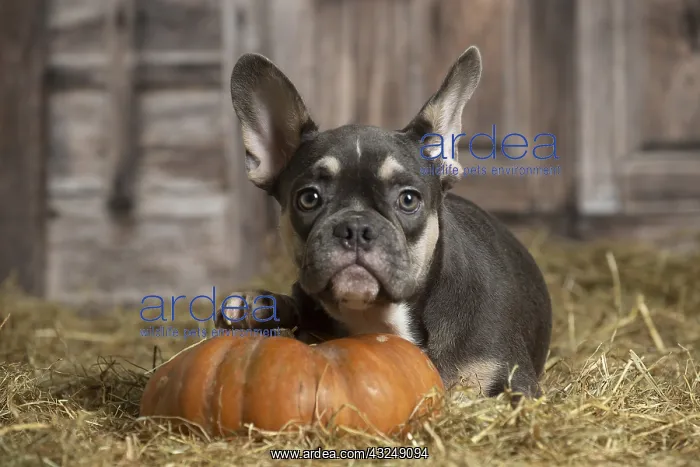: French Bulldog indoors in the straw in a barn : French Bulldog indoors in the straw in a barn