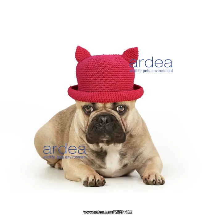 : French bulldog, laying down, wearing red hat with ears : French bulldog, laying down, wearing red hat with ears