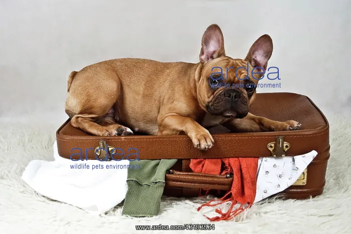 : French bulldog lying on a messily packed suitcase : French bulldog lying on a messily packed suitcase