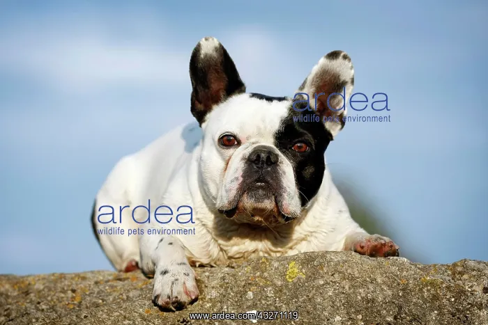 : French Bulldog lying on a rock, Satteldorf, Hohenlohe : French Bulldog lying on a rock, Satteldorf, Hohenlohe