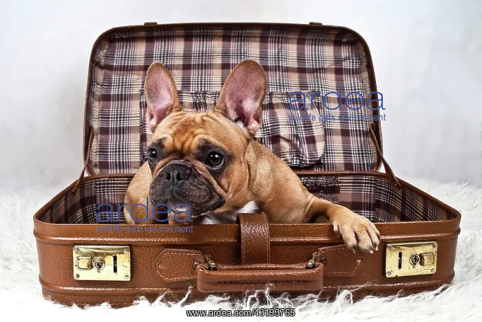 : French bulldog lying in a suitcase : French bulldog lying in a suitcase