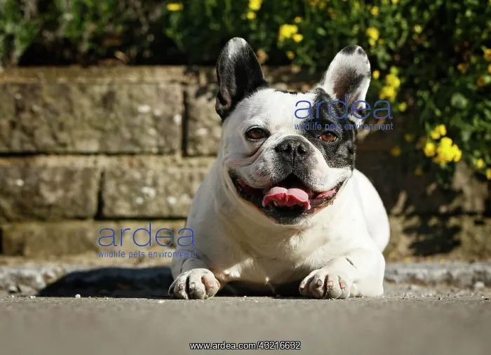 : French Bulldog lying in front of a wall with yellow : French Bulldog lying in front of a wall with yellow