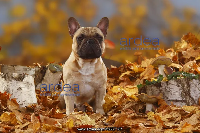 : French Bulldog, Male, Autumn Foliage : French Bulldog, Male, Autumn Foliage
