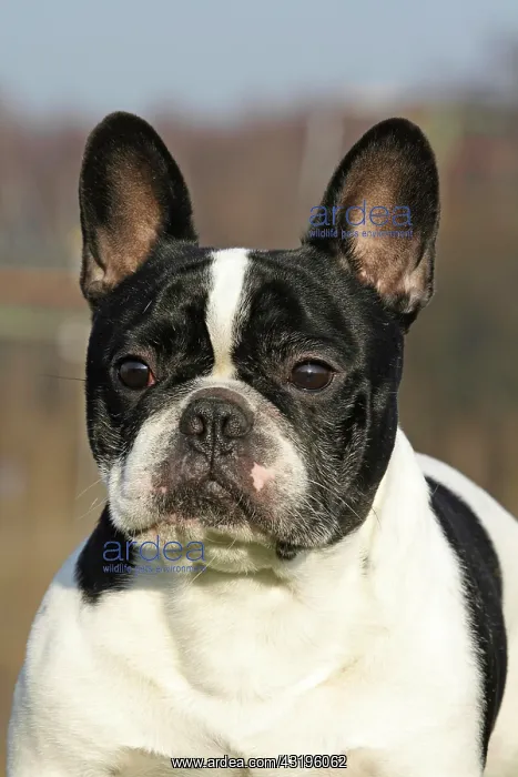 : French Bulldog, male, portrait Franz&, x1b3a73;che : French Bulldog, male, portrait Franz&, x1b3a73;che