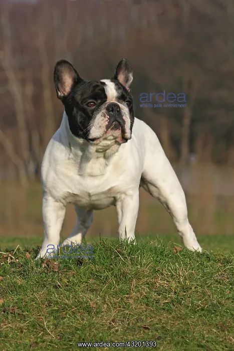  : French bulldog, male, standing on a field Franz&, x1b3a73;che