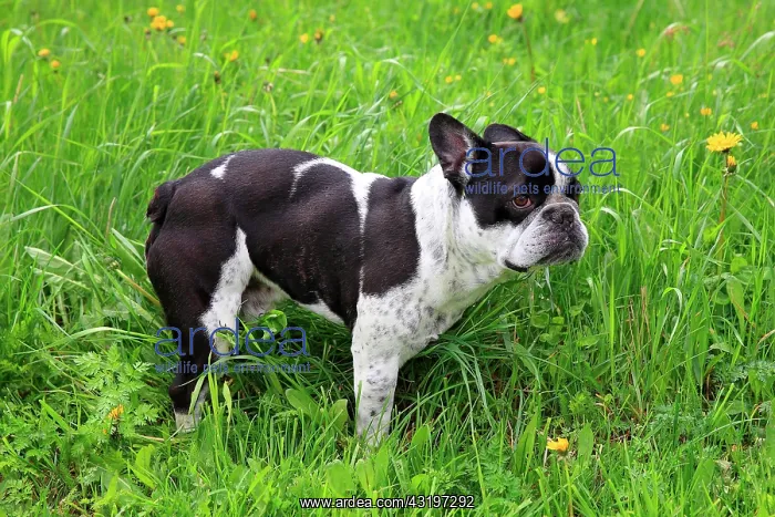 : French bulldog in a meadow : French bulldog in a meadow