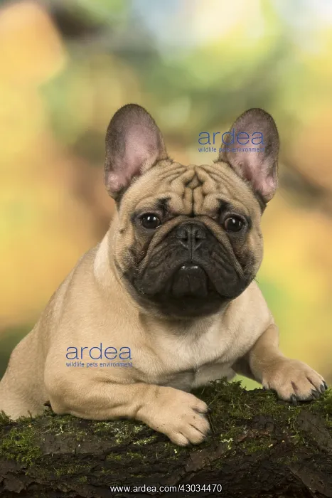  : French Bulldog outdoors with autumn colours French