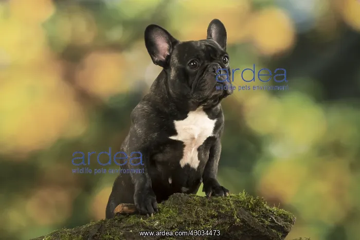 : French Bulldog outdoors with autumn colours French : French Bulldog outdoors with autumn colours French