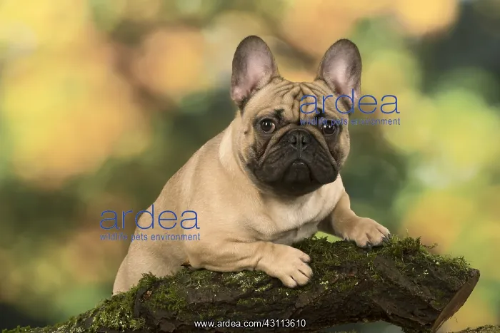 : French Bulldog outdoors with autumn colours French : French Bulldog outdoors with autumn colours French