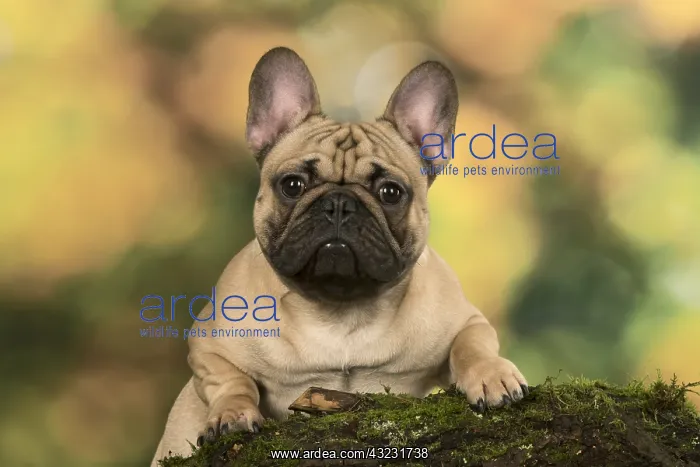 : French Bulldog outdoors with autumn colours French : French Bulldog outdoors with autumn colours French