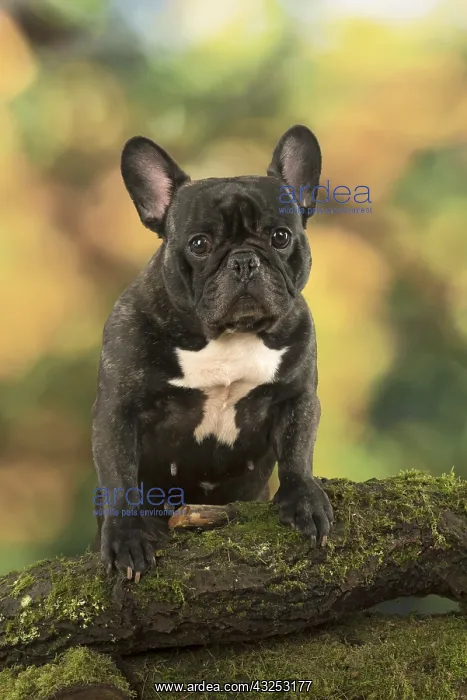 : French Bulldog outdoors with autumn colours French : French Bulldog outdoors with autumn colours French