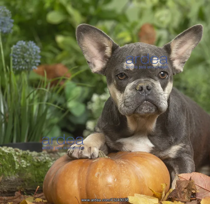 : French Bulldog outdoors in the garden : French Bulldog outdoors in the garden