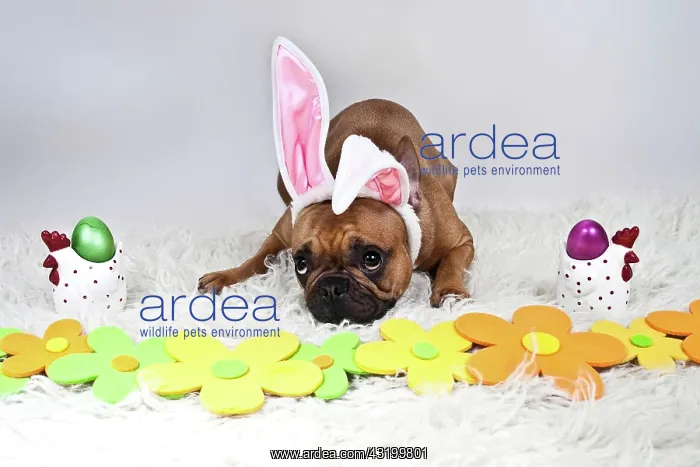 : French bulldog with plush bunny ears lying behind : French bulldog with plush bunny ears lying behind