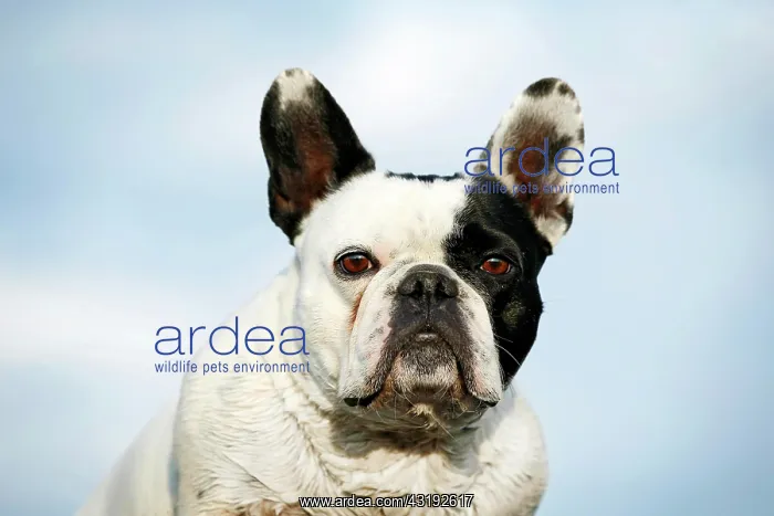 : French Bulldog, portrait against a blue sky, Satteldorf : French Bulldog, portrait against a blue sky, Satteldorf