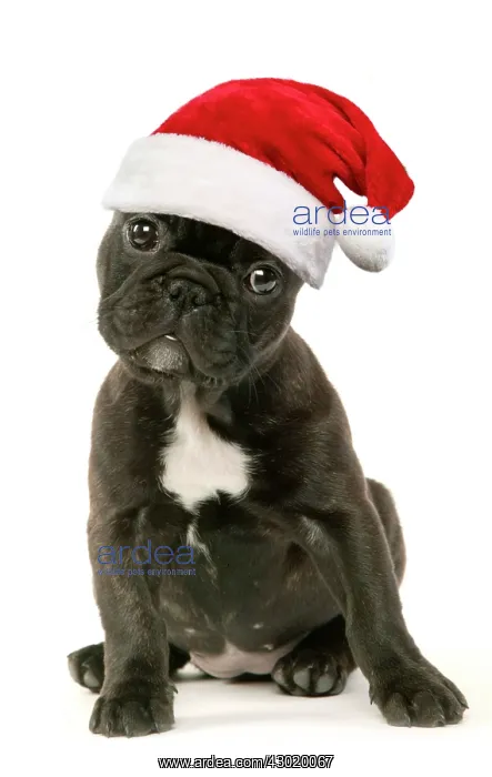 : French Bulldog Puppy : French Bulldog Puppy