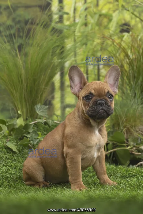  : French Bulldog Puppy