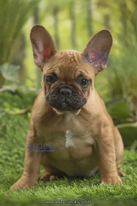  : French Bulldog Puppy