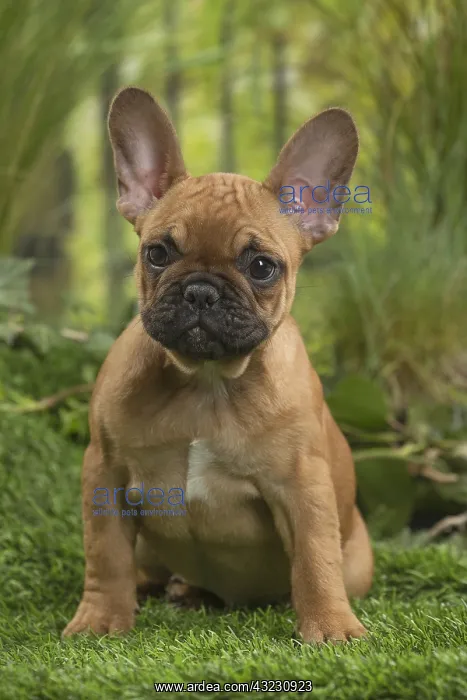  : French Bulldog Puppy