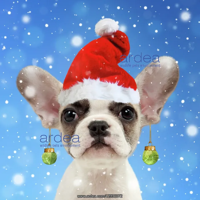 : French bulldog, puppy 8 weeks old, wearing Christmas : French bulldog, puppy 8 weeks old, wearing Christmas
