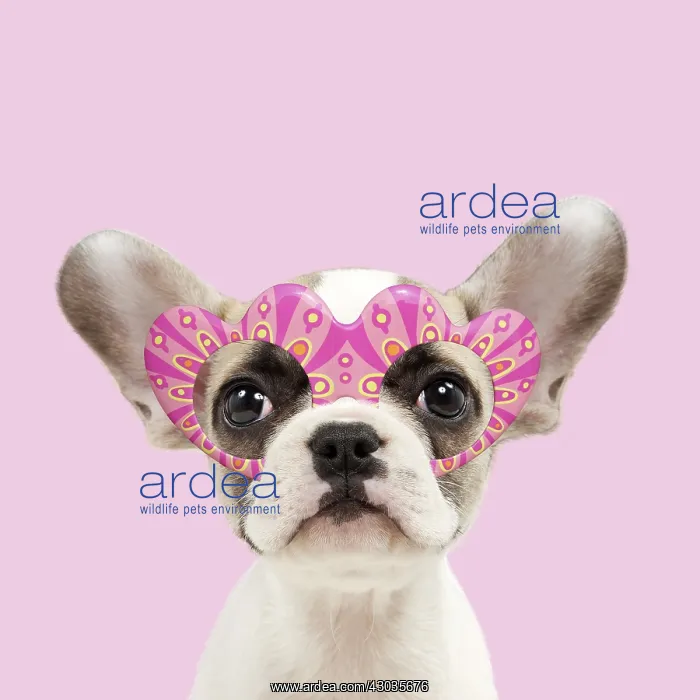 : French bulldog, puppy 8 weeks old wearing heart-shaped : French bulldog, puppy 8 weeks old wearing heart-shaped