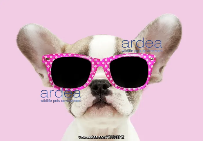  : French bulldog, puppy 8 weeks old wearing sunglasses