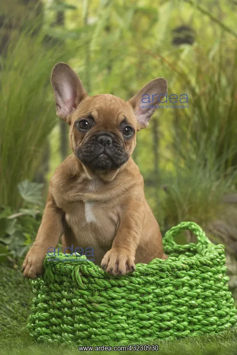  : French Bulldog Puppy in basket