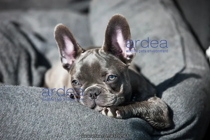 : French bulldog, puppy, blue, lying in dog bed, Austria : French bulldog, puppy, blue, lying in dog bed, Austria
