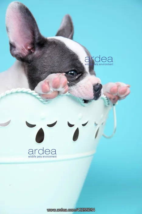 : French Bulldog, puppy in a bowl : French Bulldog, puppy in a bowl