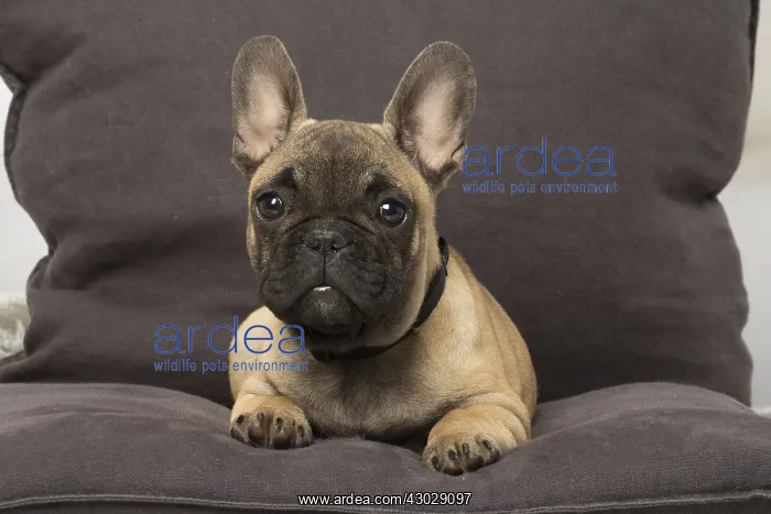  : French Bulldog puppy dog indoors