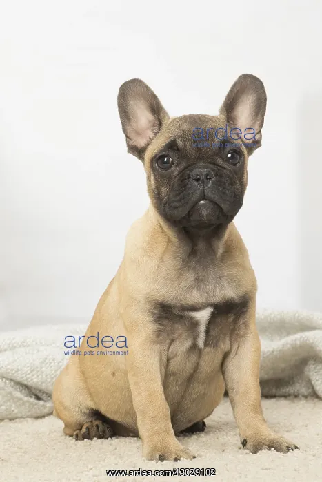  : French Bulldog puppy dog indoors