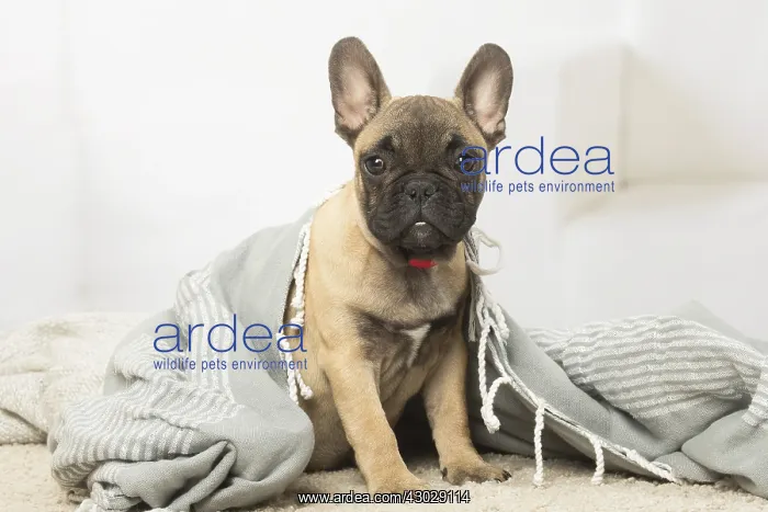  : French Bulldog puppy dog indoors