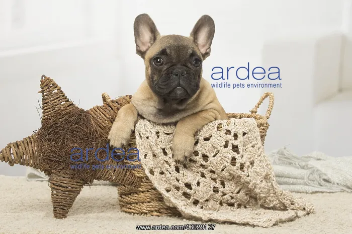  : French Bulldog puppy dog indoors