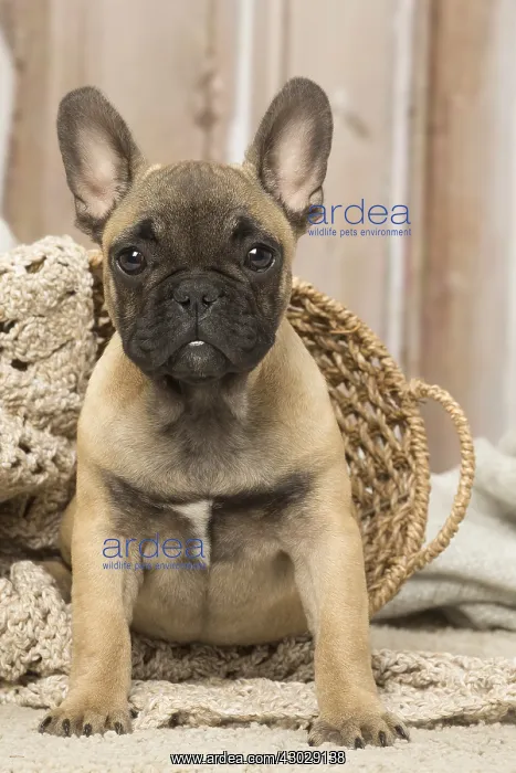  : French Bulldog puppy dog indoors