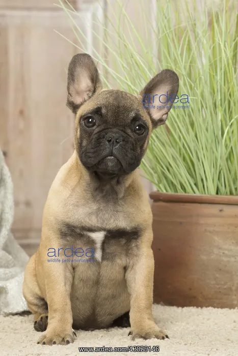  : French Bulldog puppy dog indoors