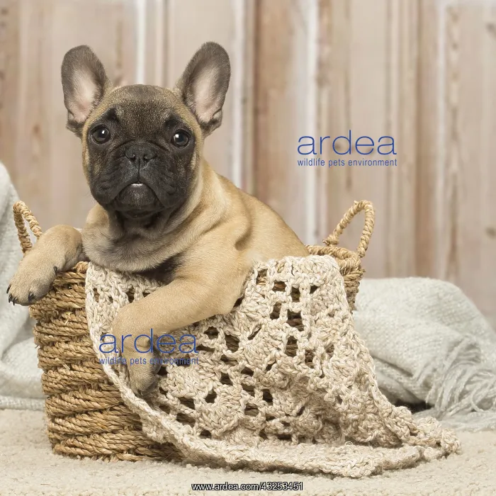  : French Bulldog puppy dog indoors