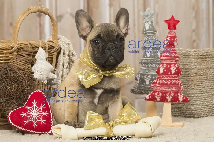 : French Bulldog puppy dog indoors at Christmas : French Bulldog puppy dog indoors at Christmas